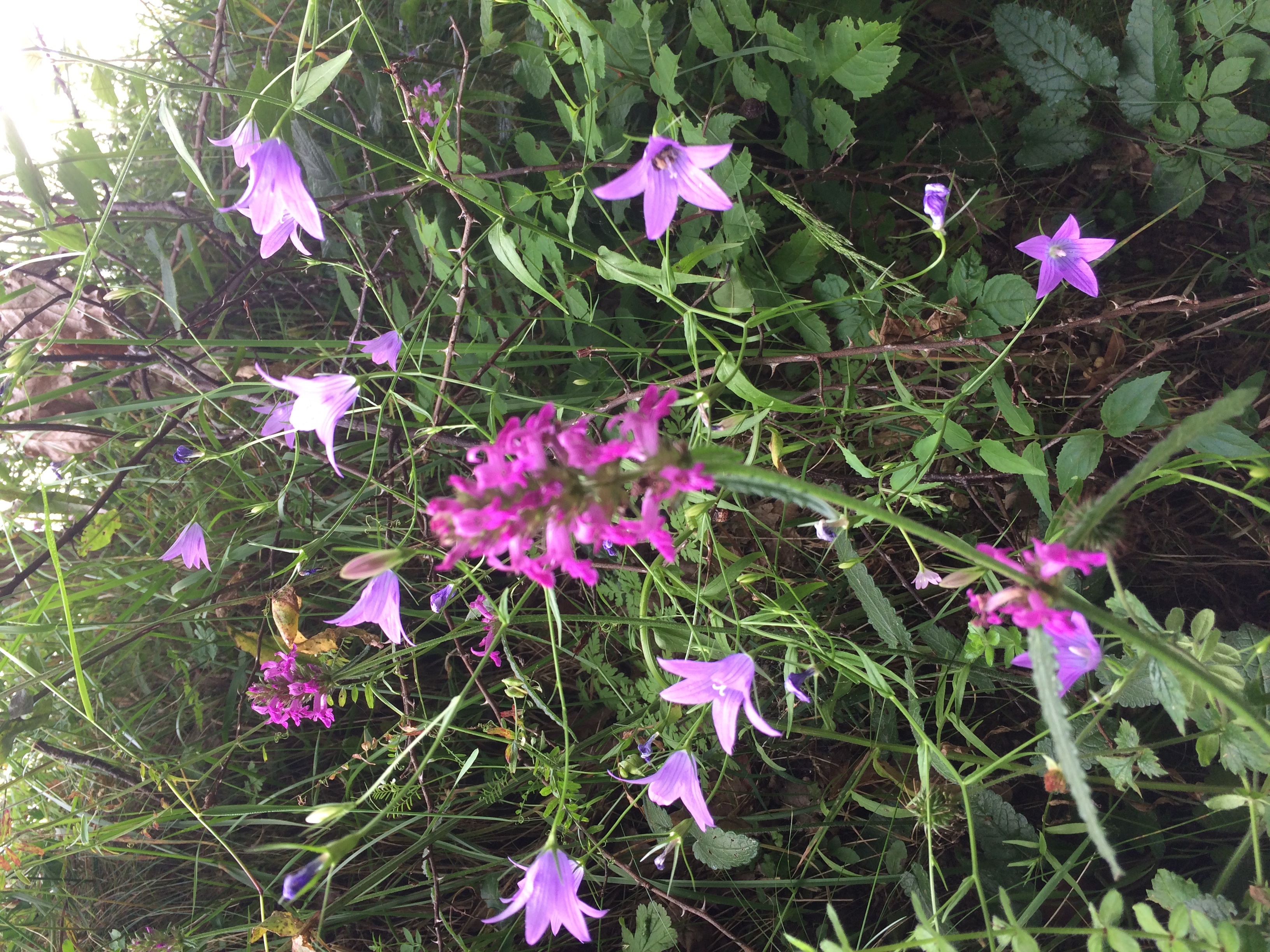 campanules epiaire LC