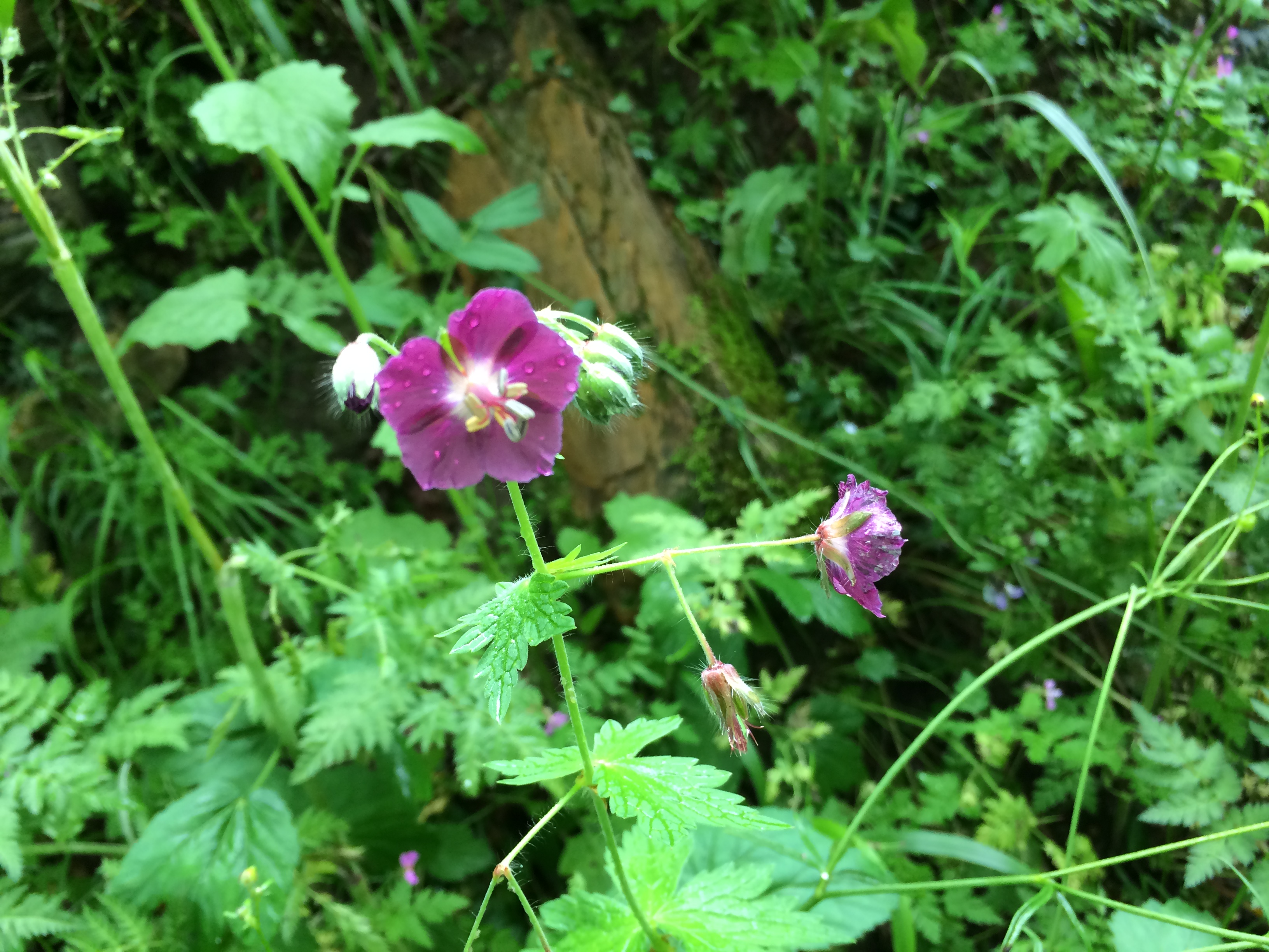 geranium livide LC 2