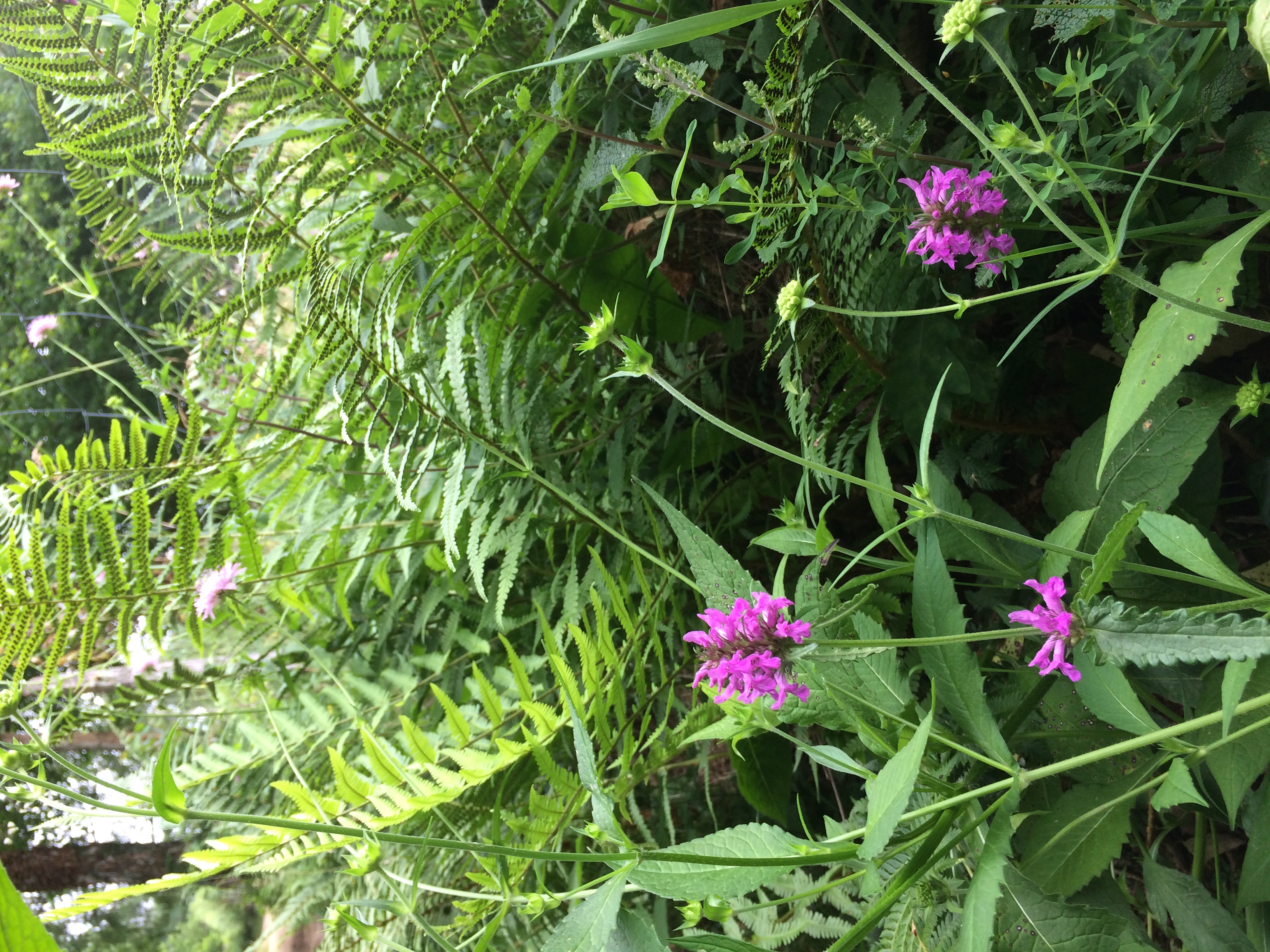 piaire des bois Stachys sylvatica LC