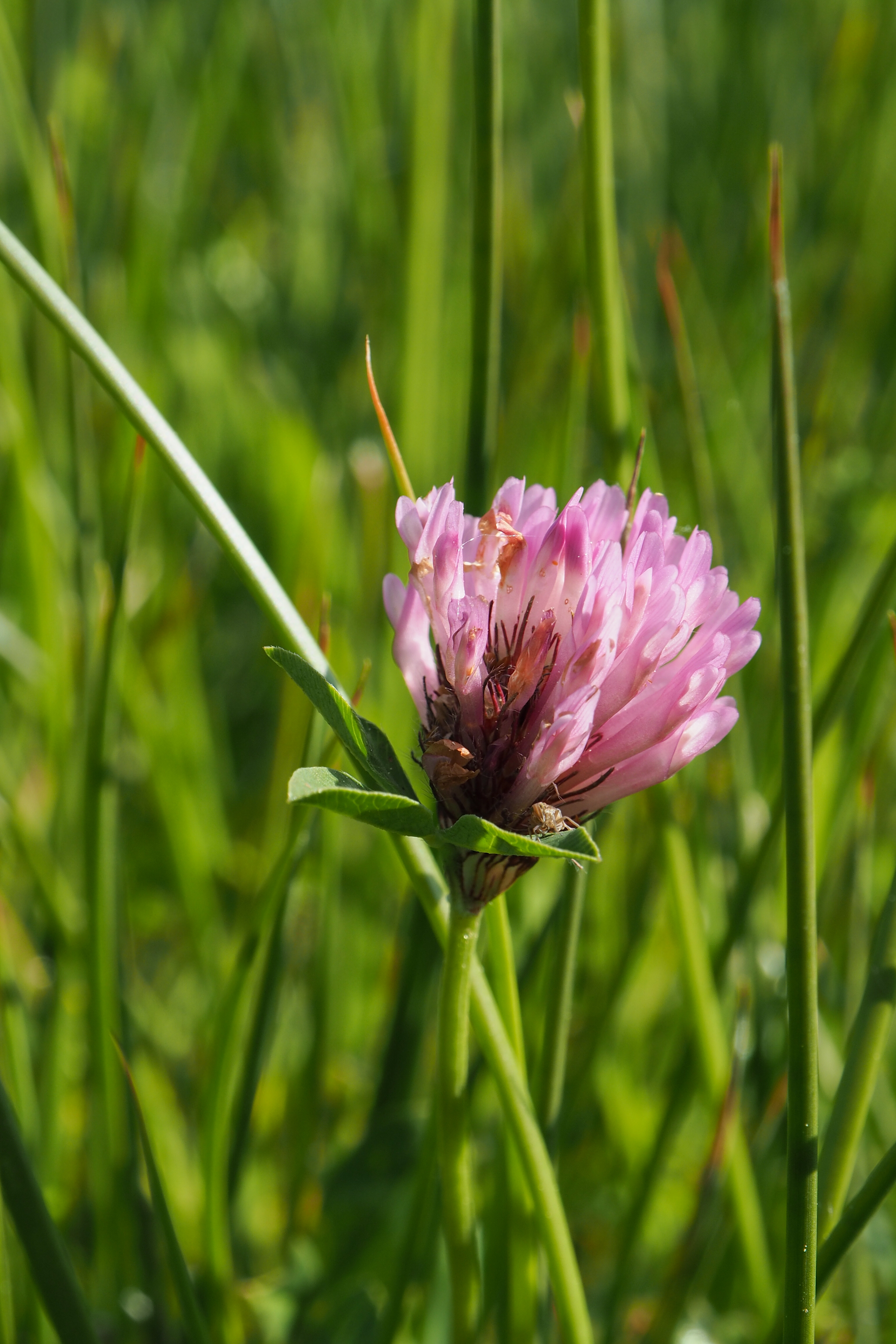 fleur prairie 01