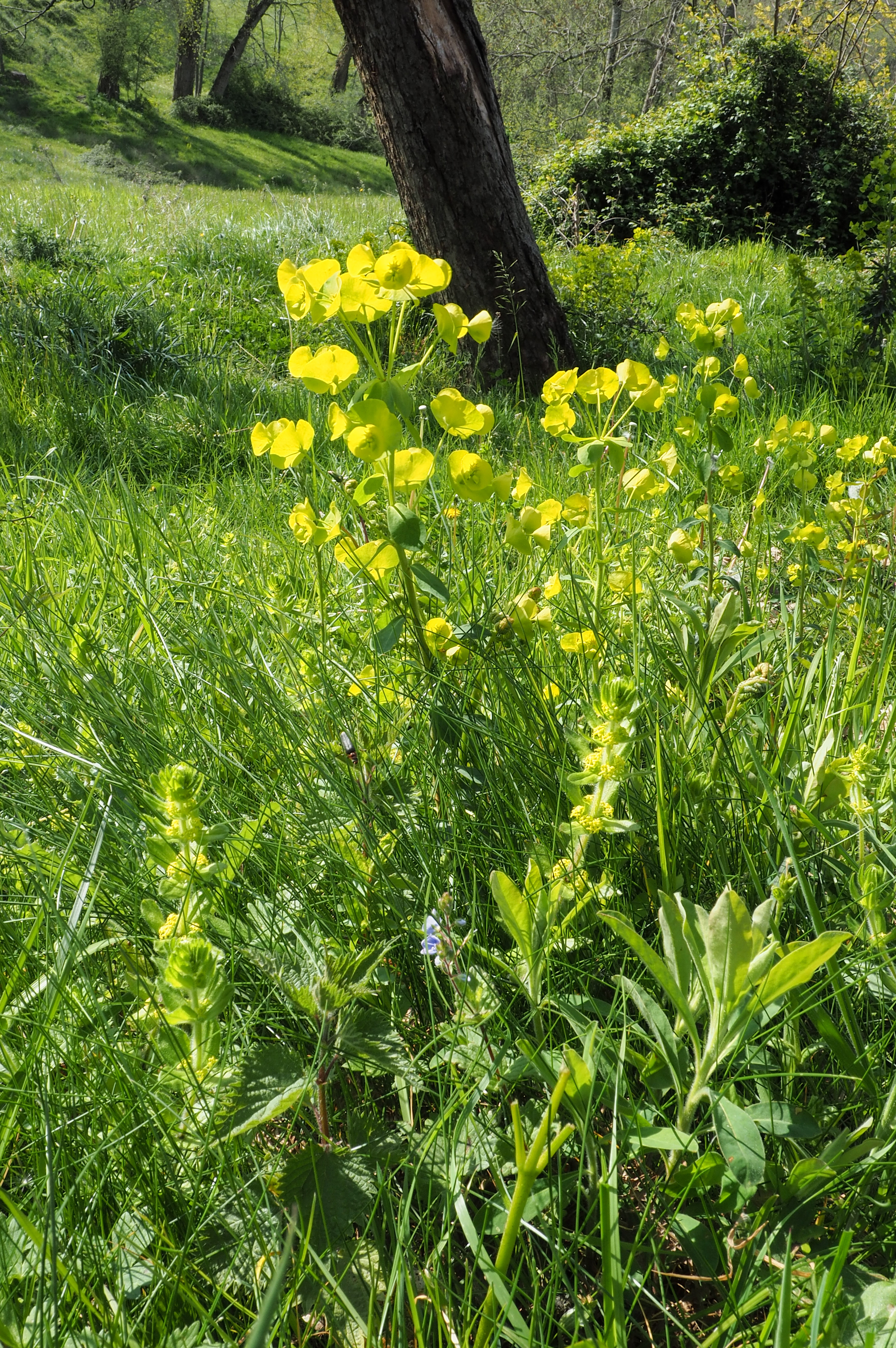 fleur prairie 02