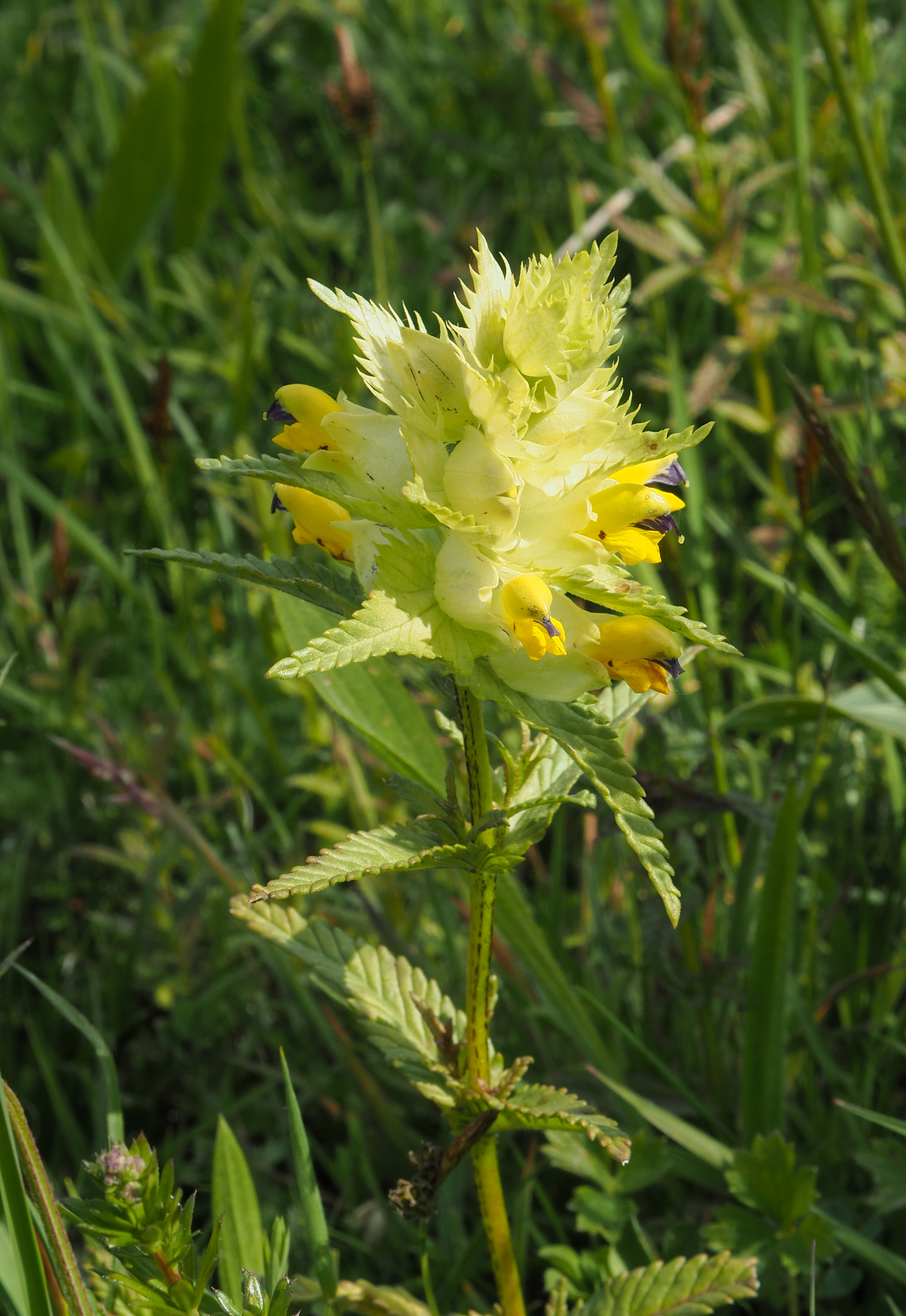 fleur prairie 03