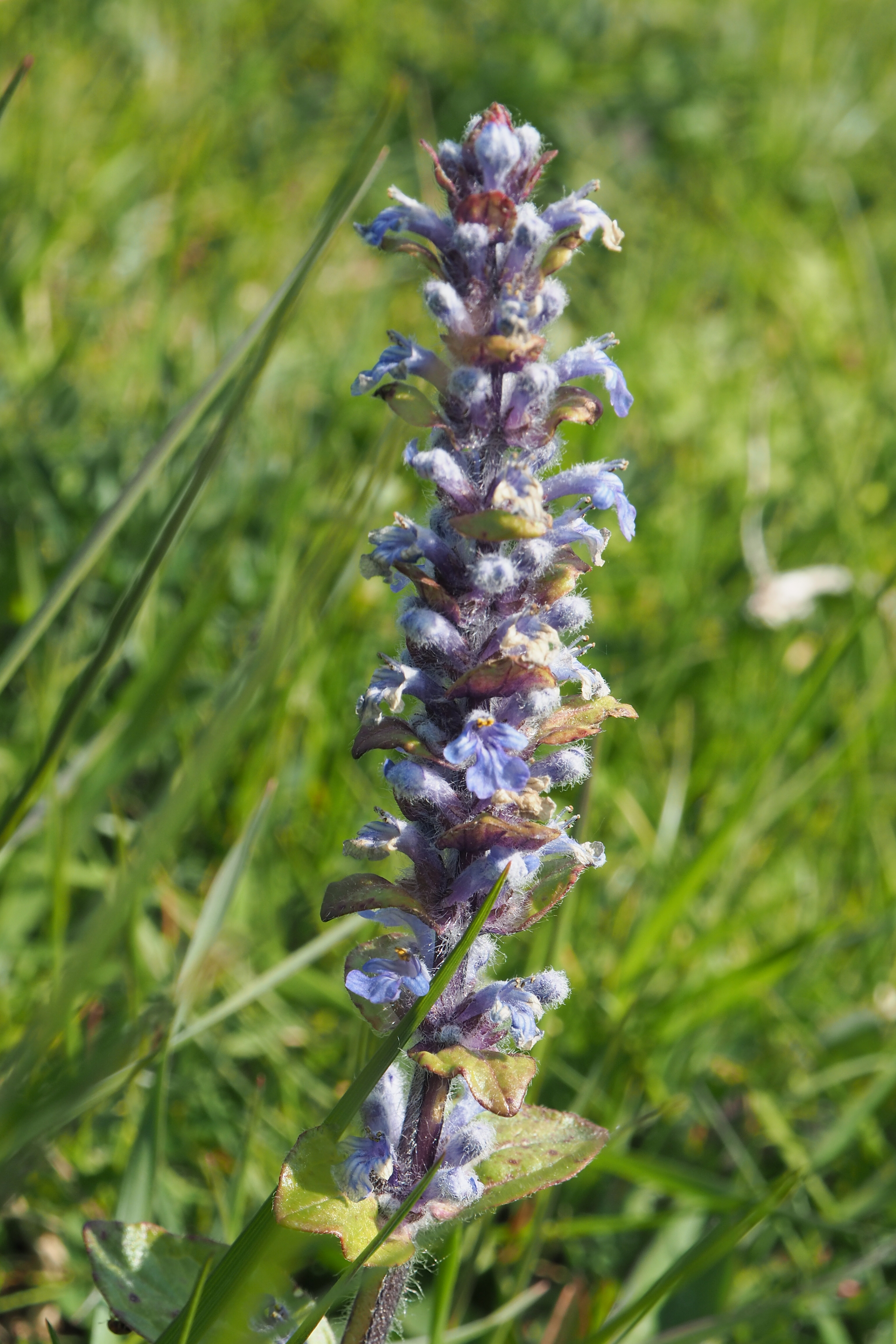 fleur prairie 04