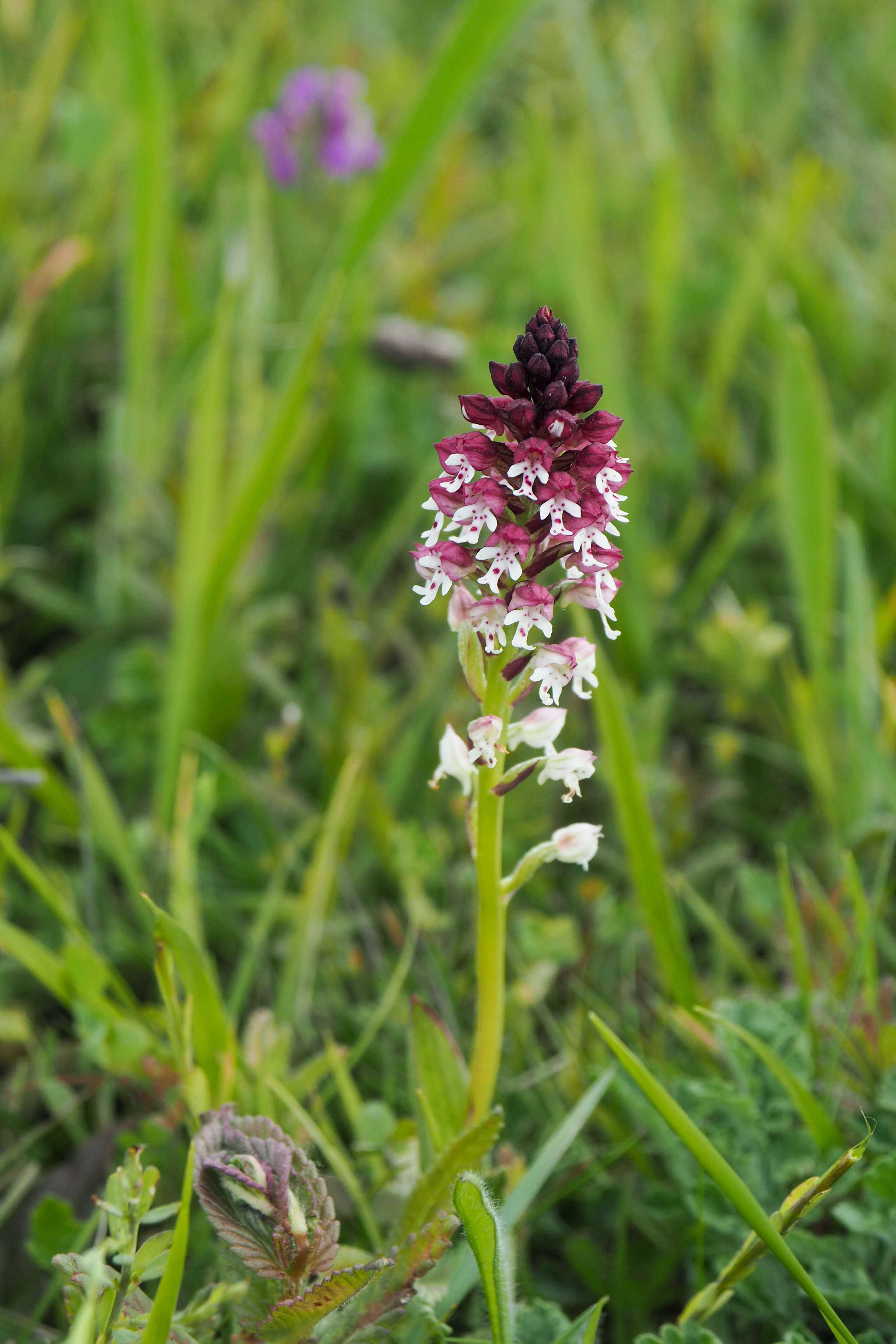 fleur prairie 05