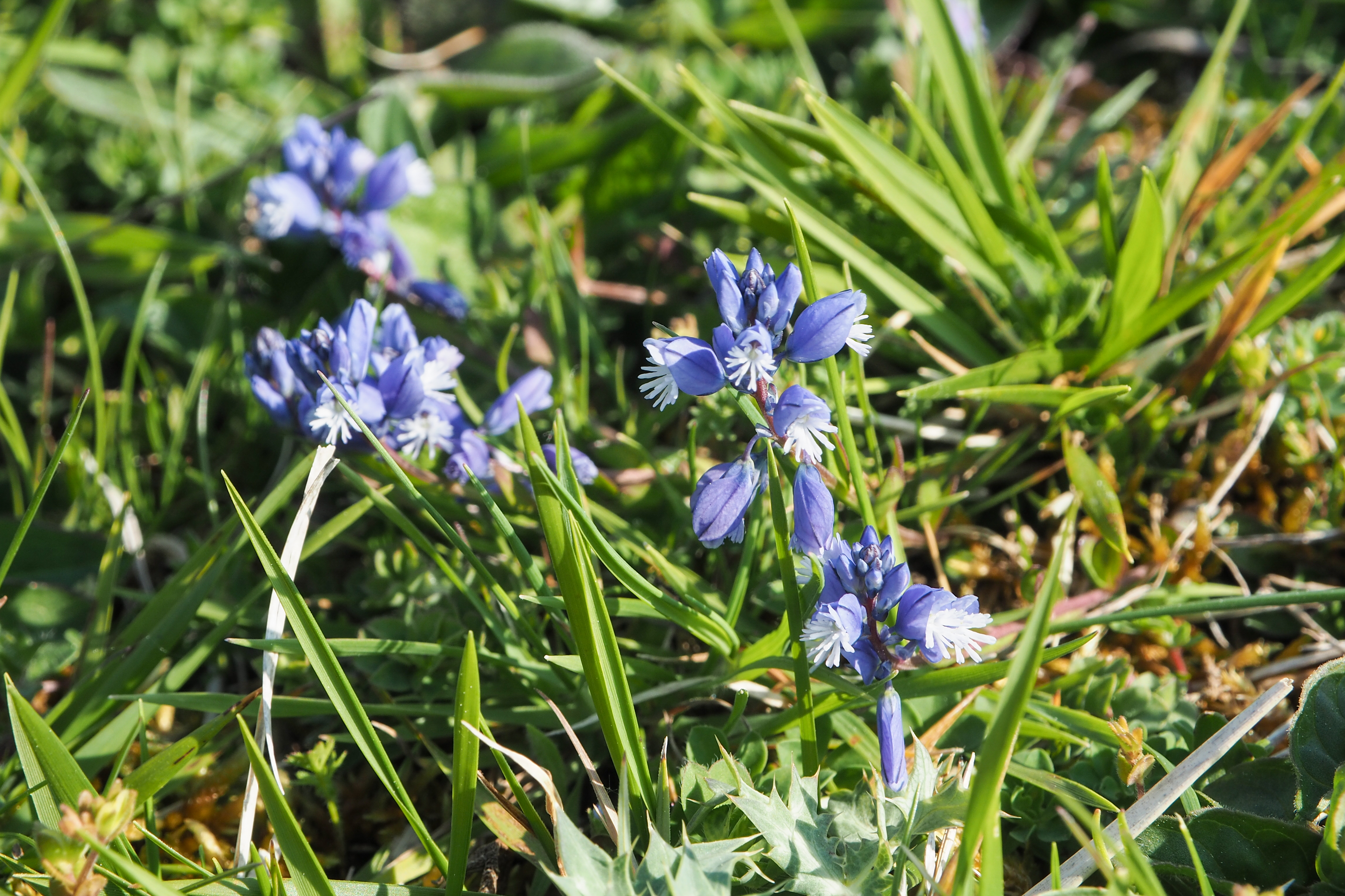 fleur prairie 06