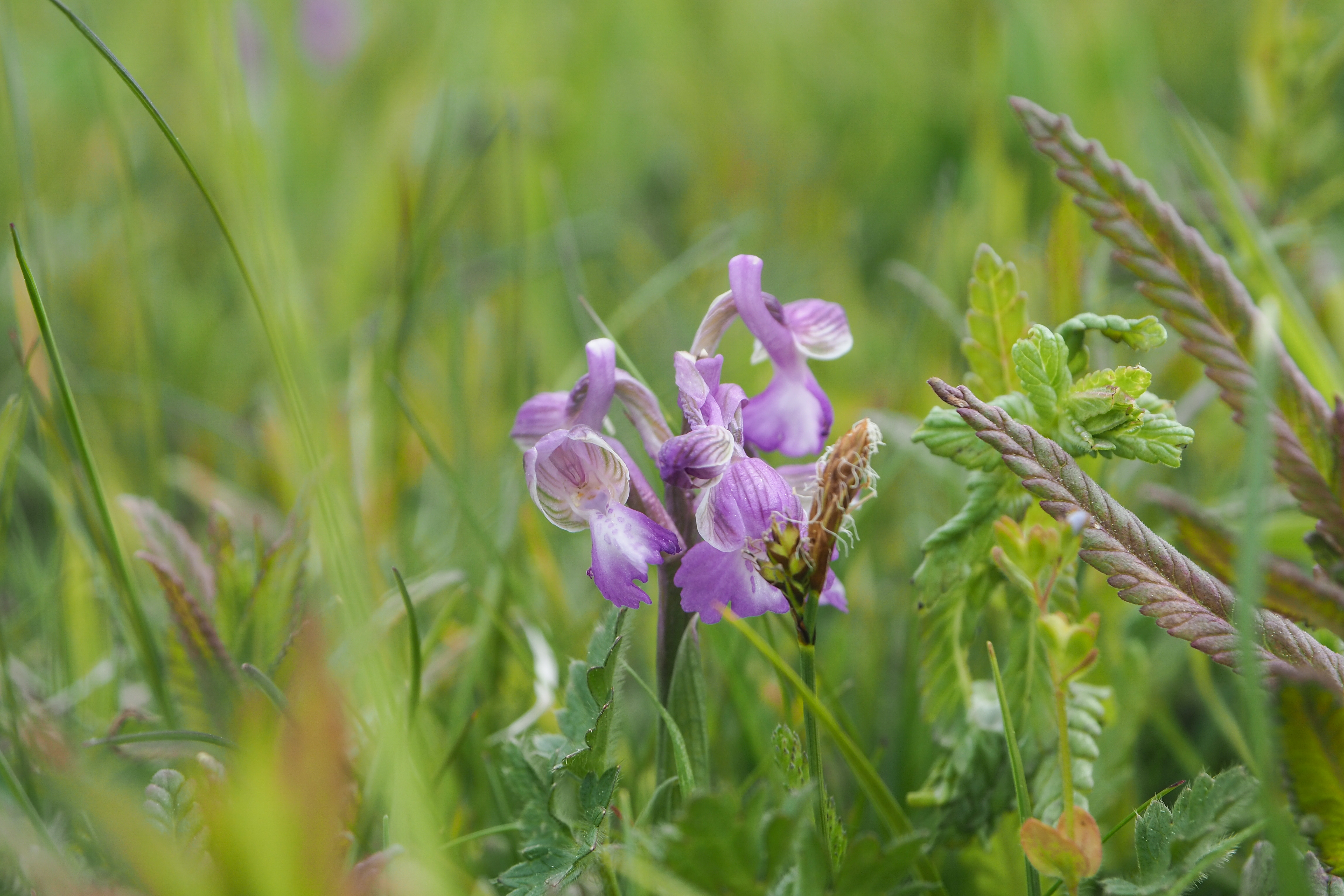 fleur prairie 07