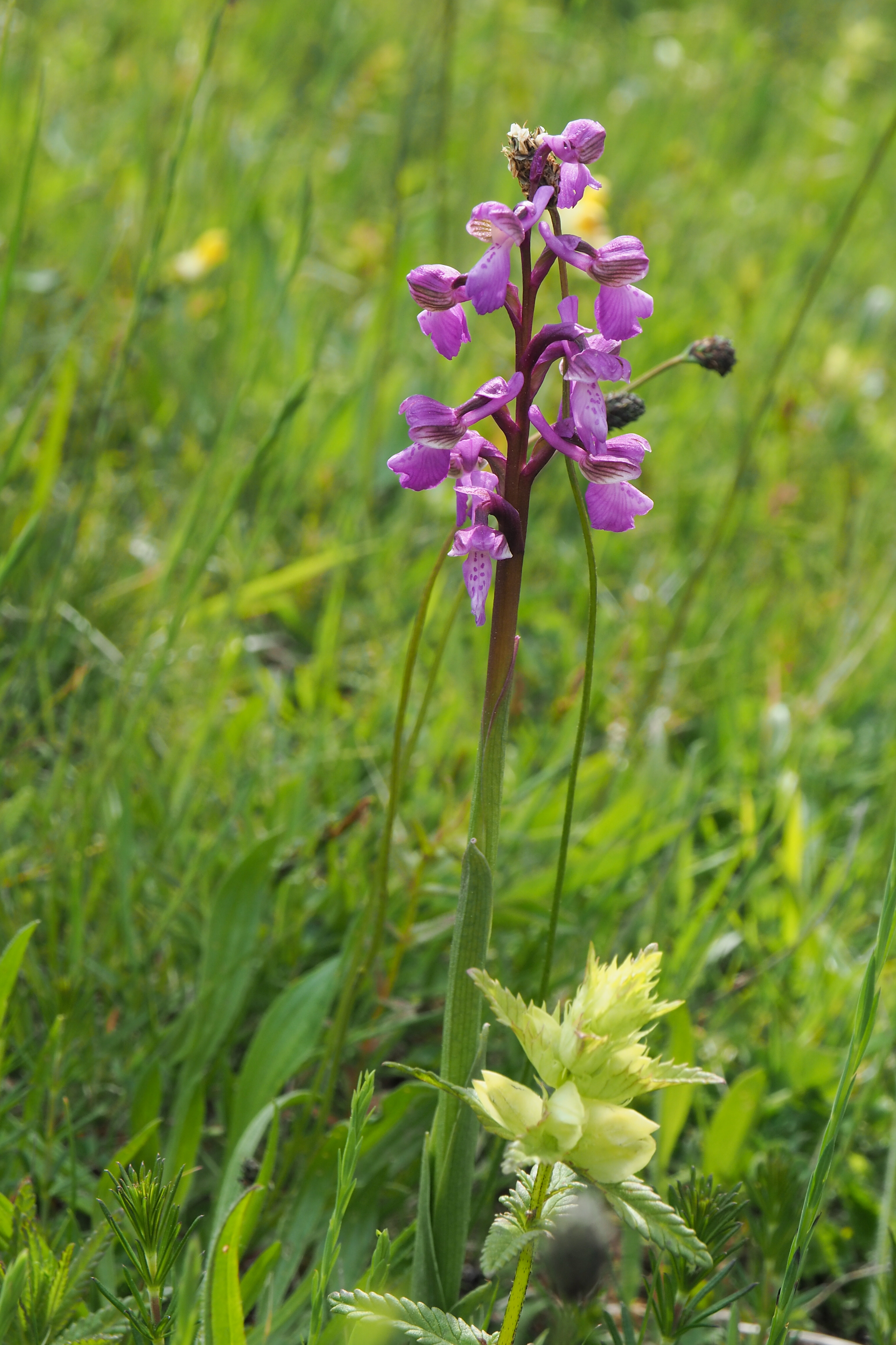 fleur prairie 08