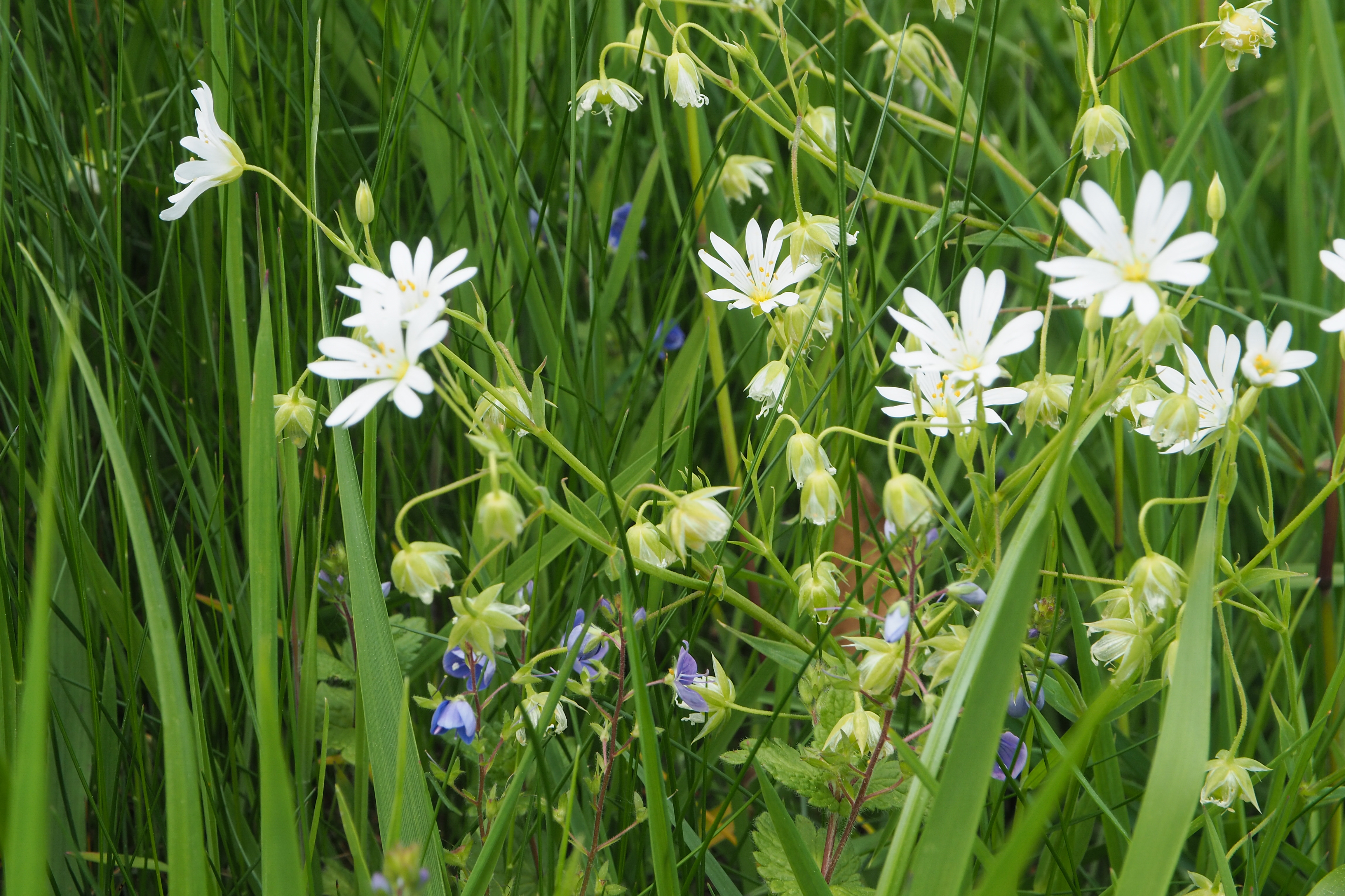 fleur prairie 10