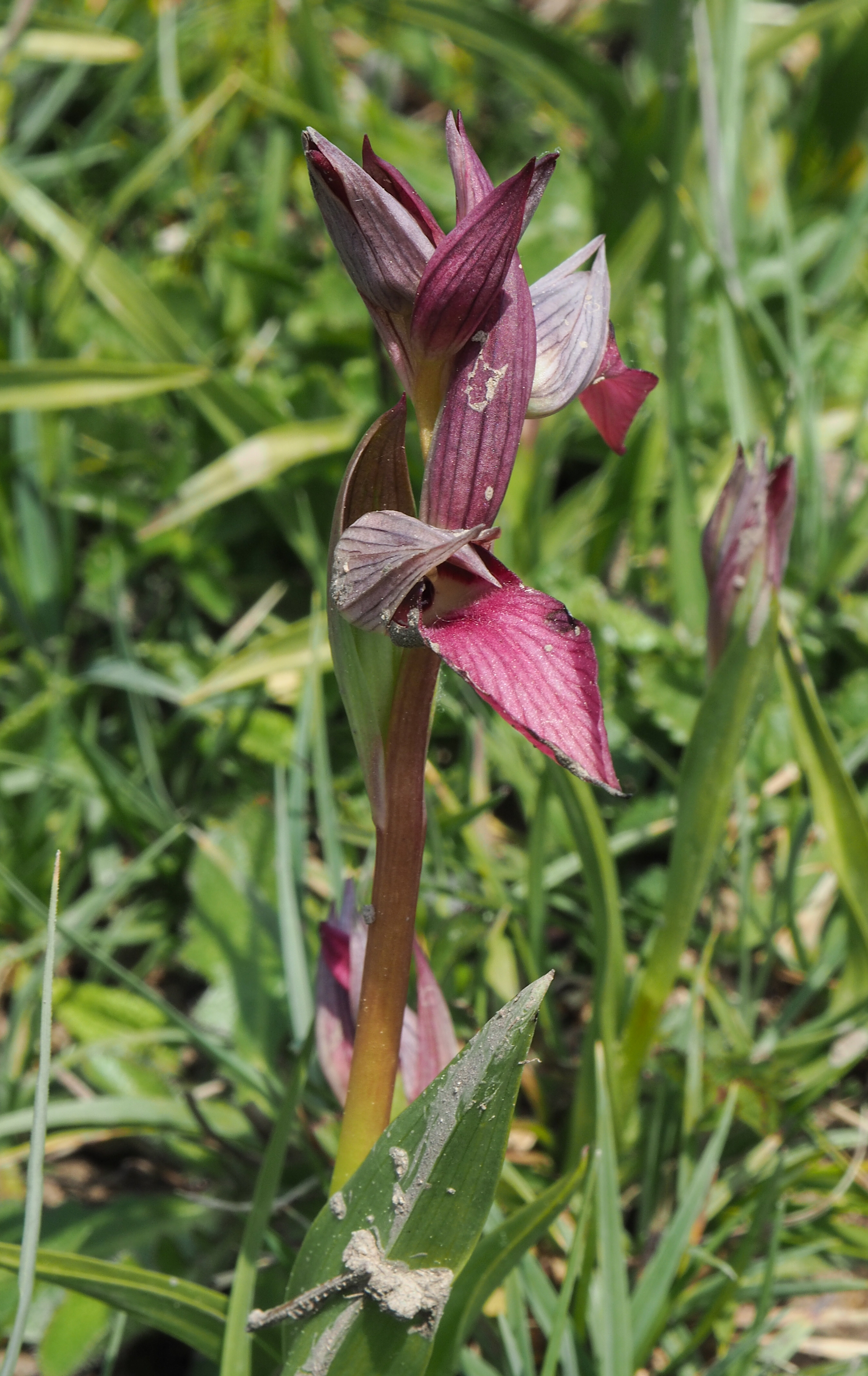 fleur prairie 11