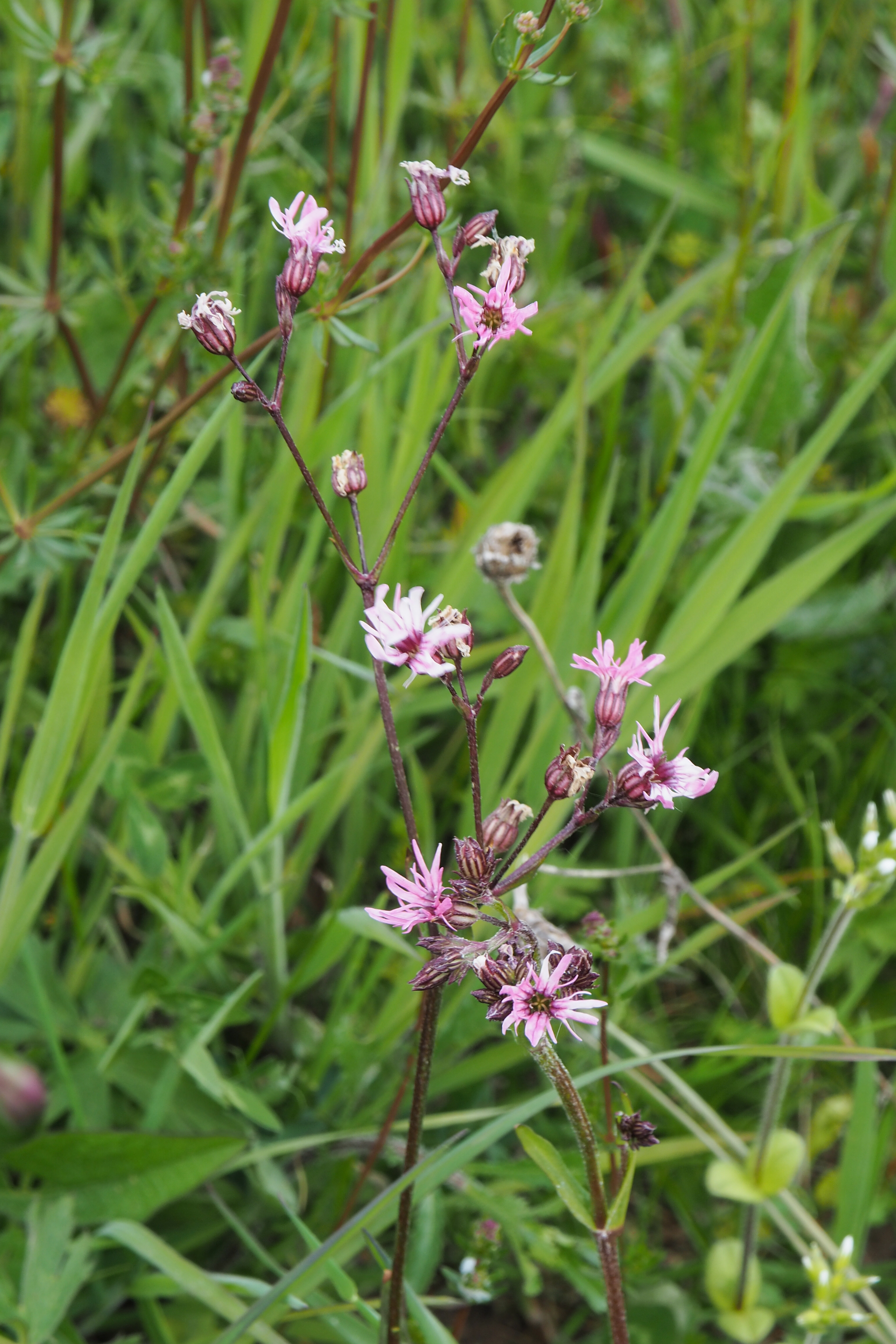 fleur prairie 12