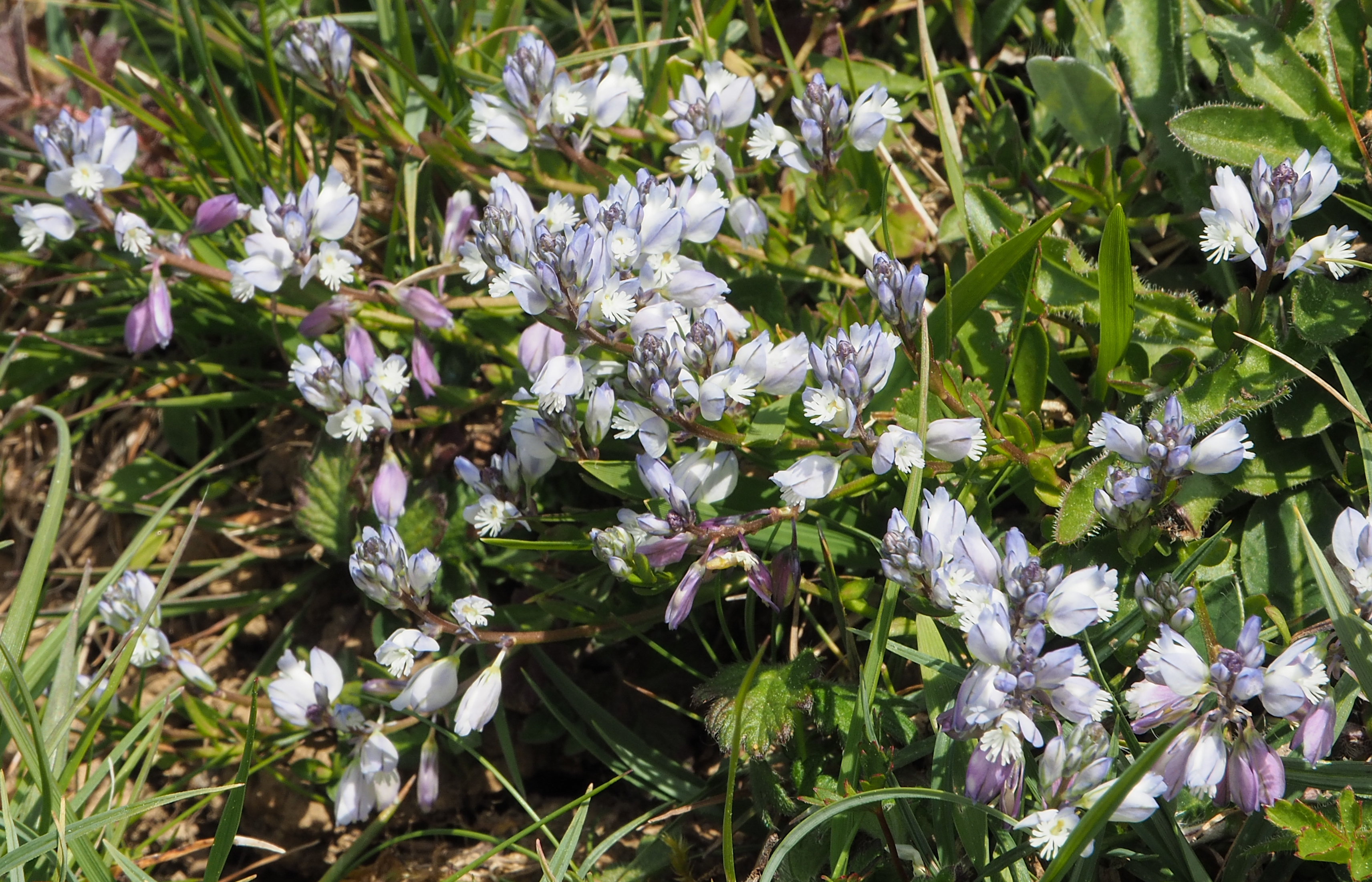 fleur prairie 13