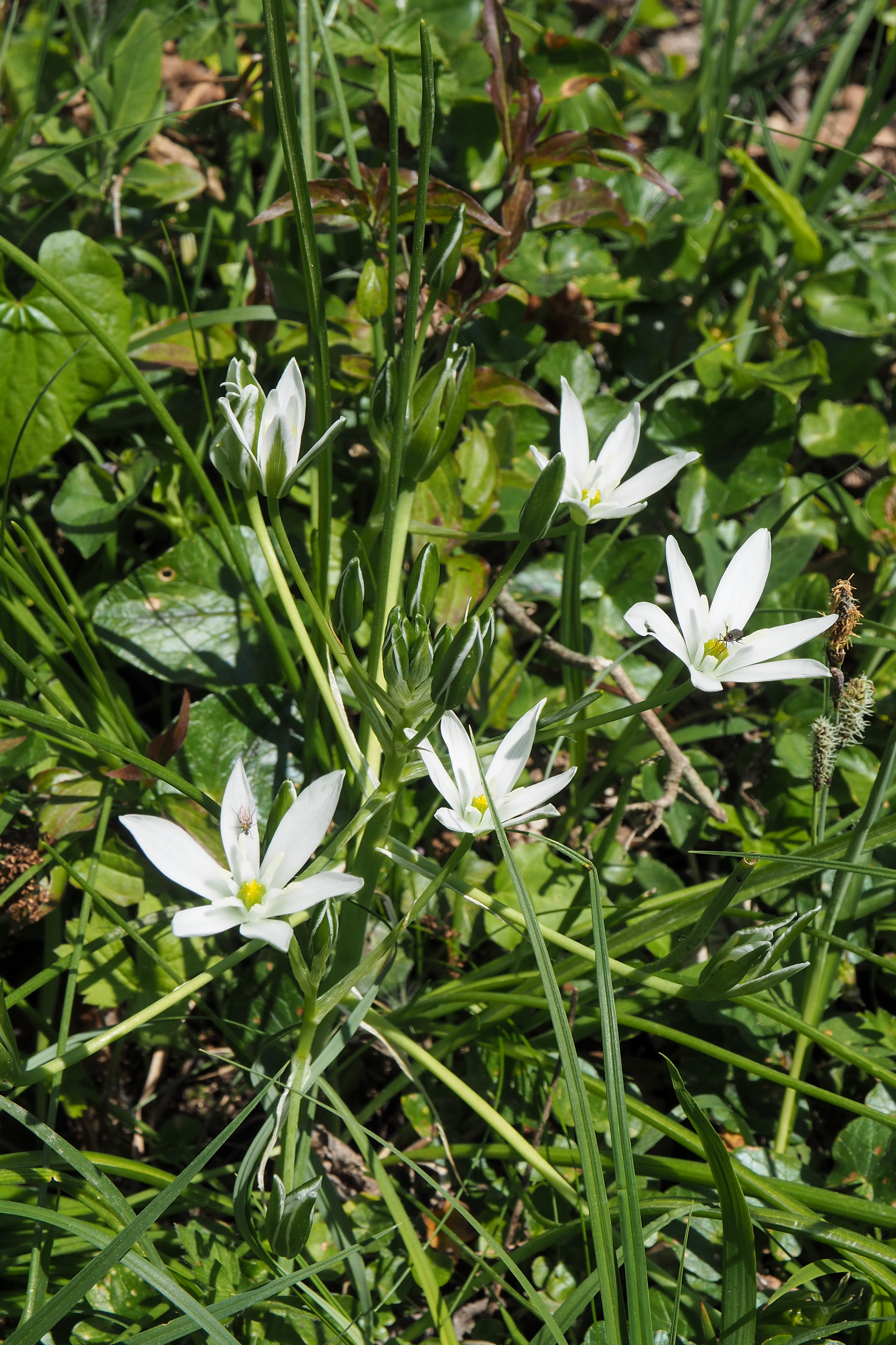 fleur prairie 14
