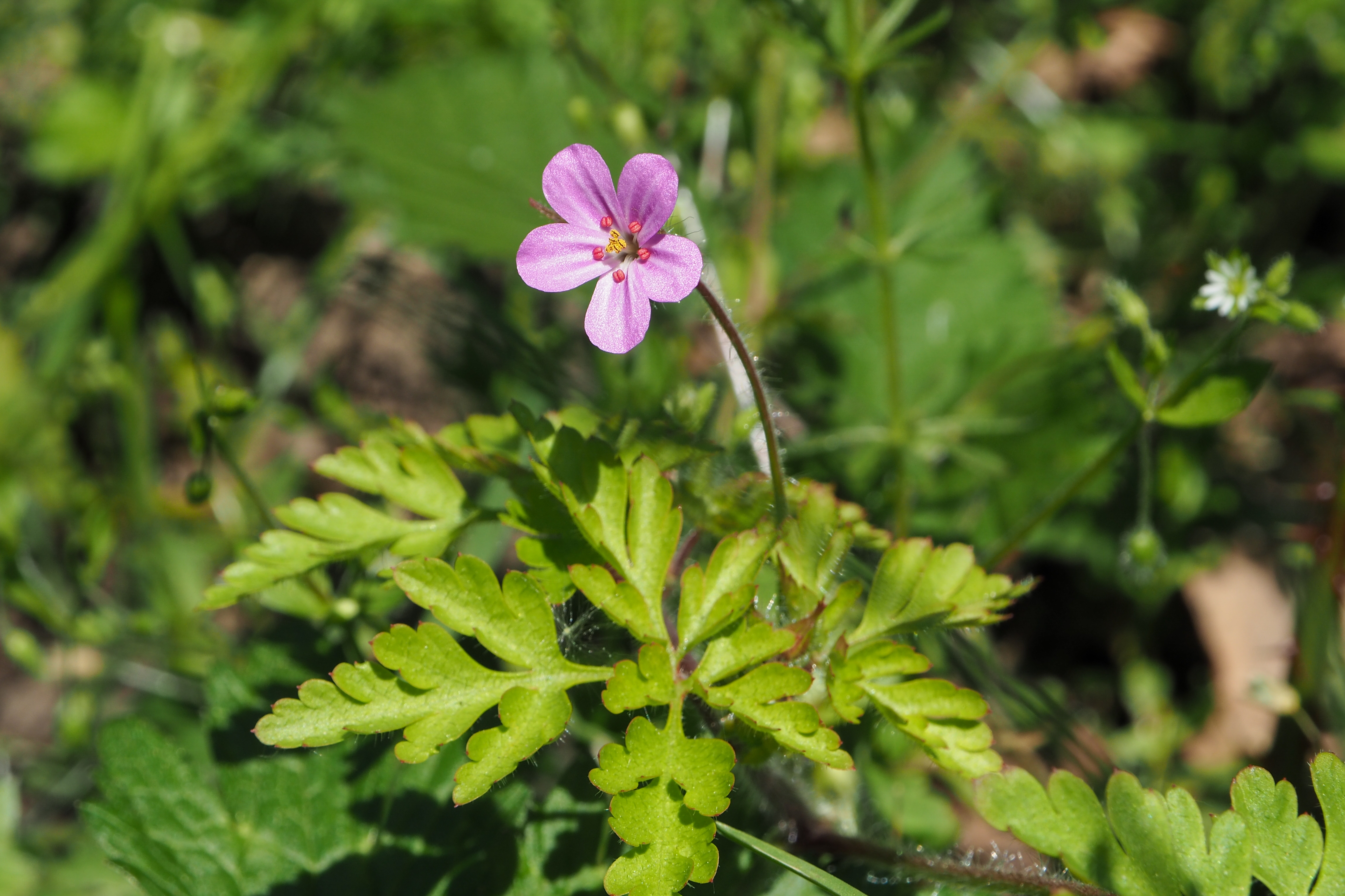 fleur prairie 15