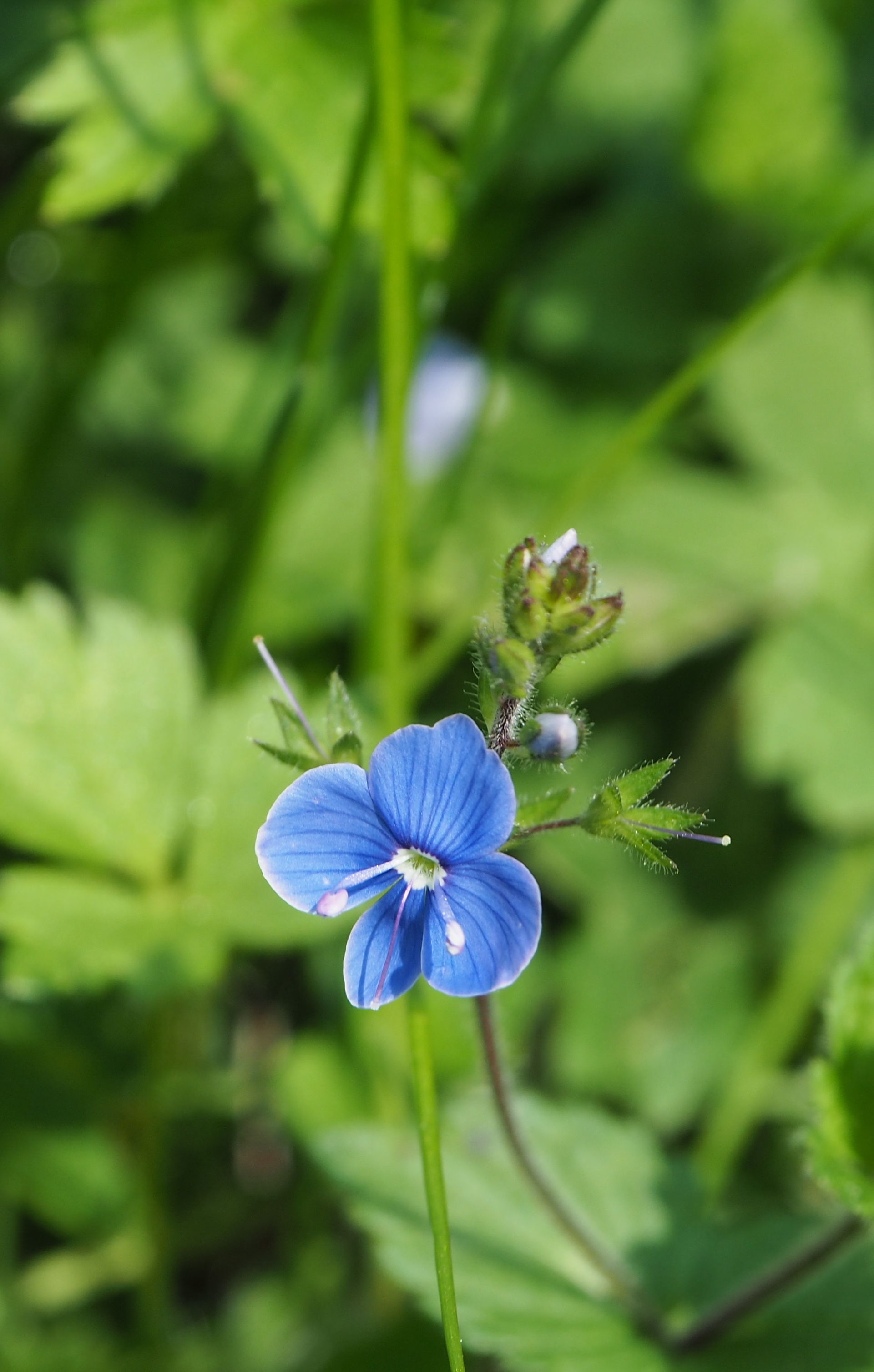 fleur prairie 16