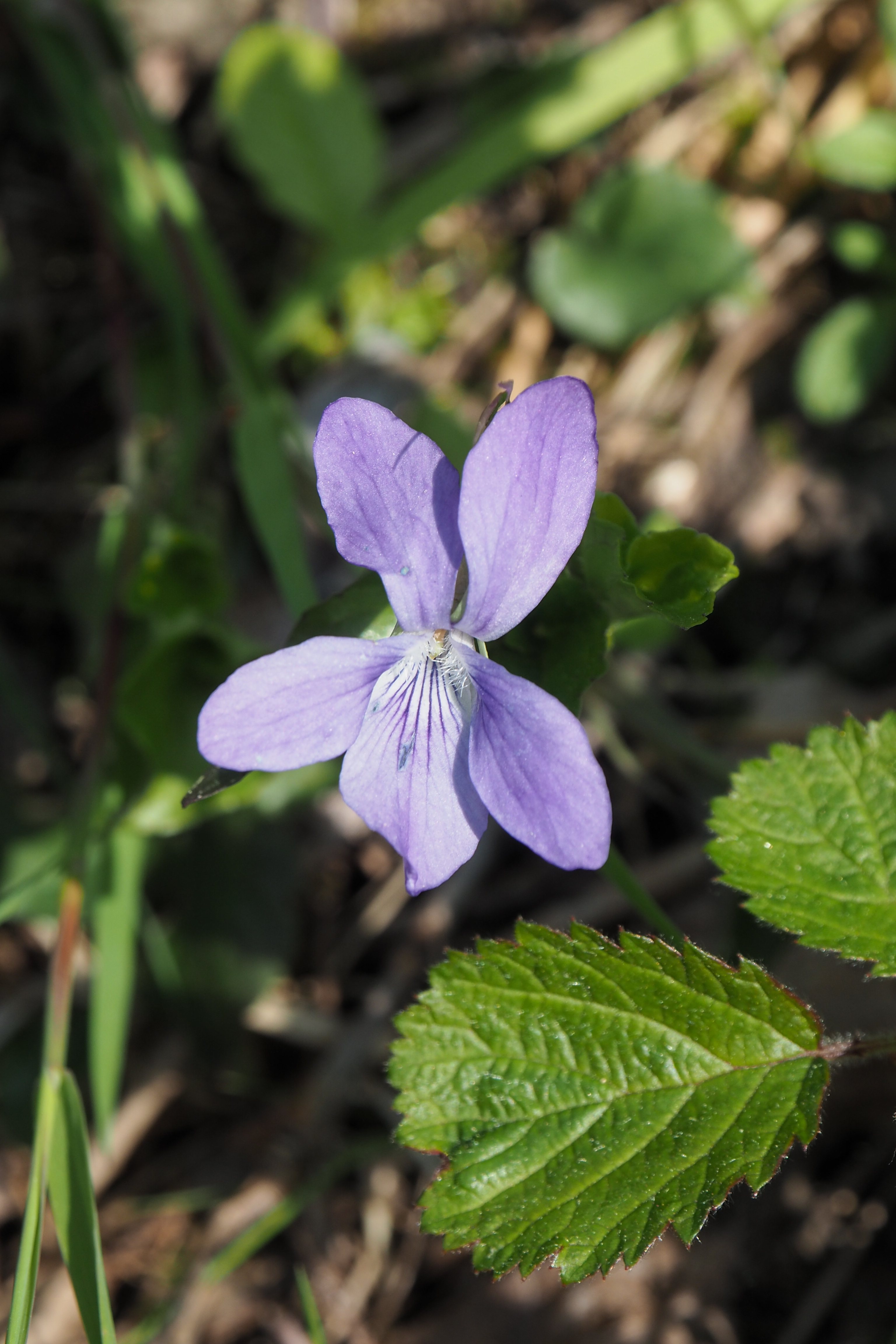 fleur prairie 17