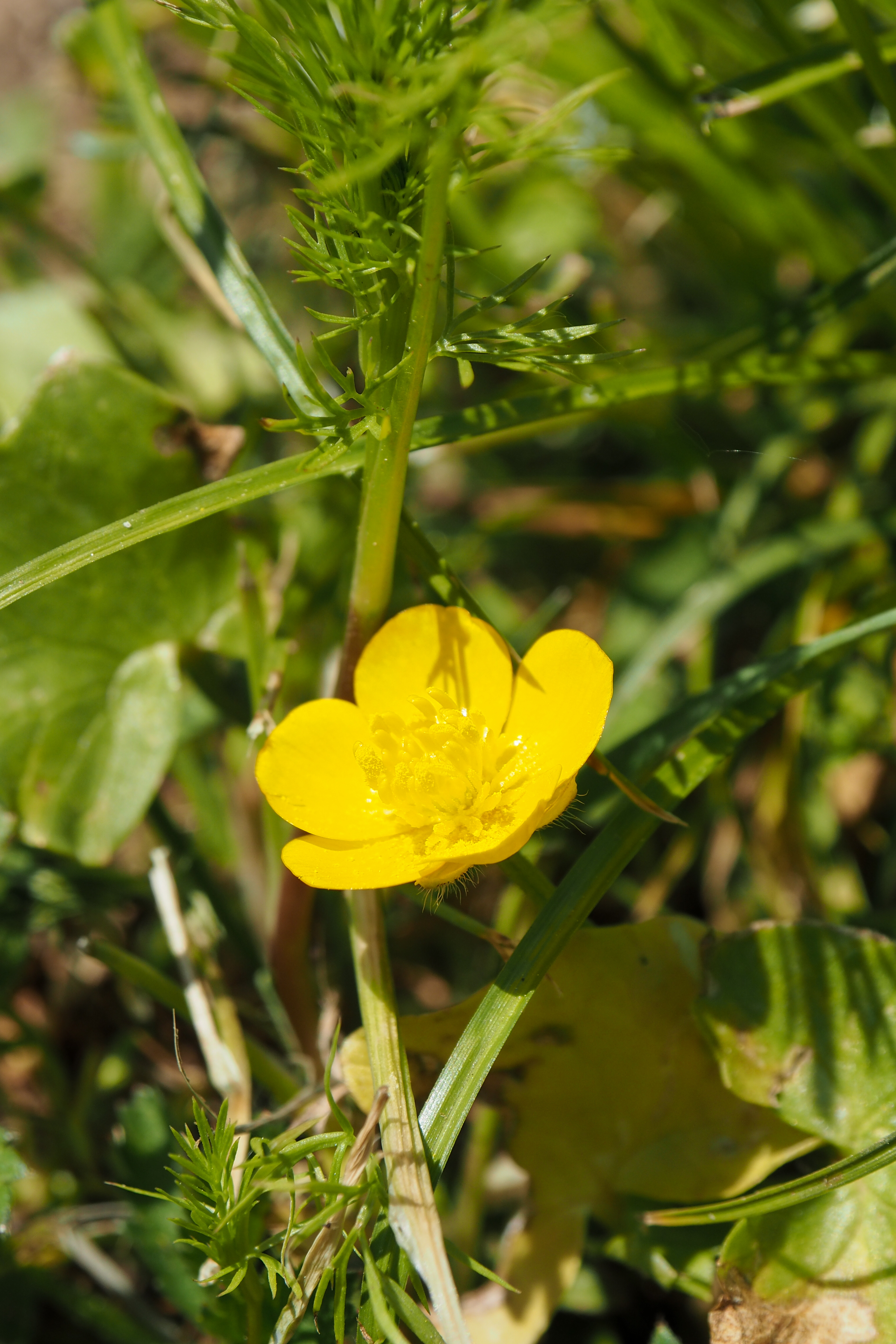 fleur prairie 19