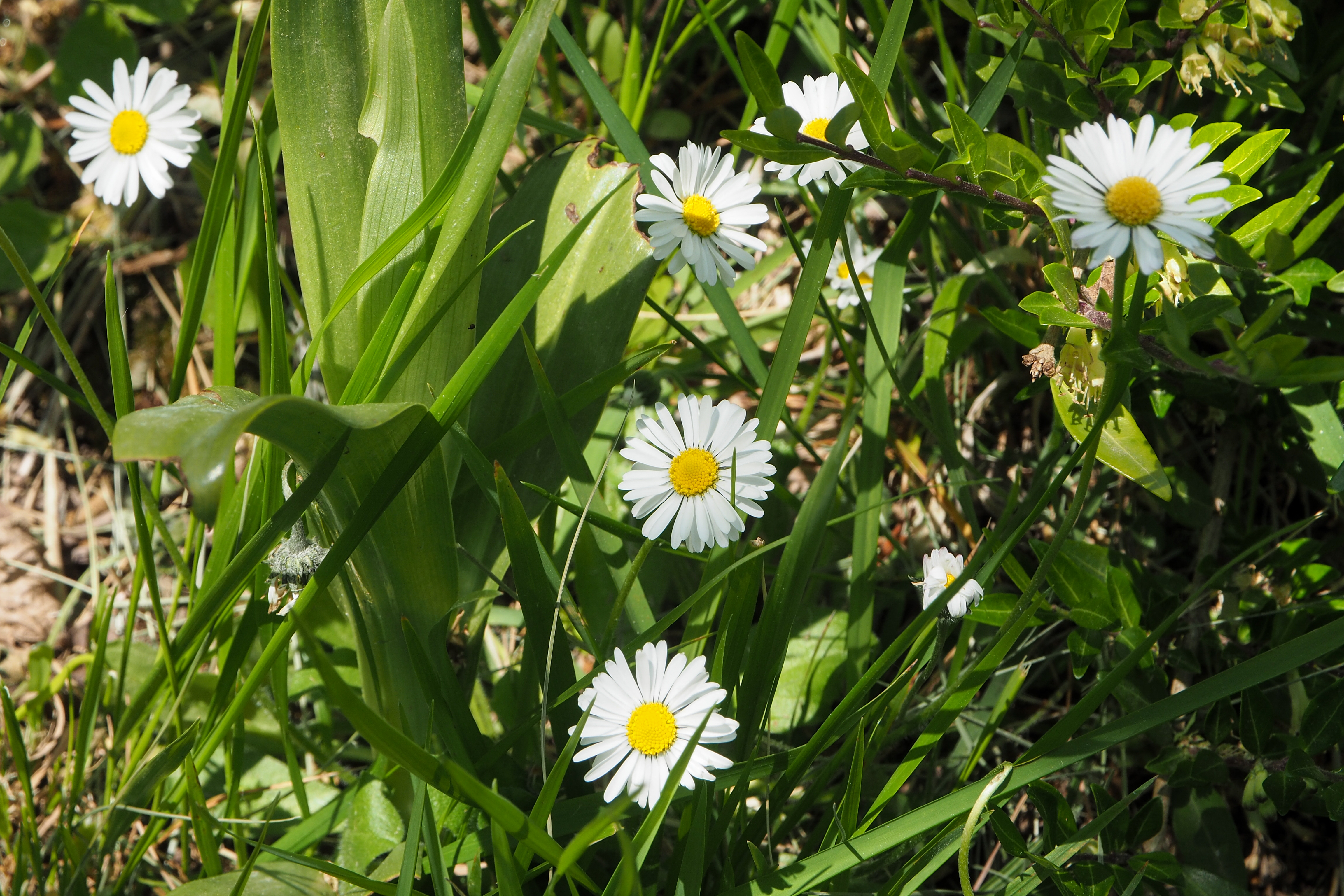 fleur prairie 20