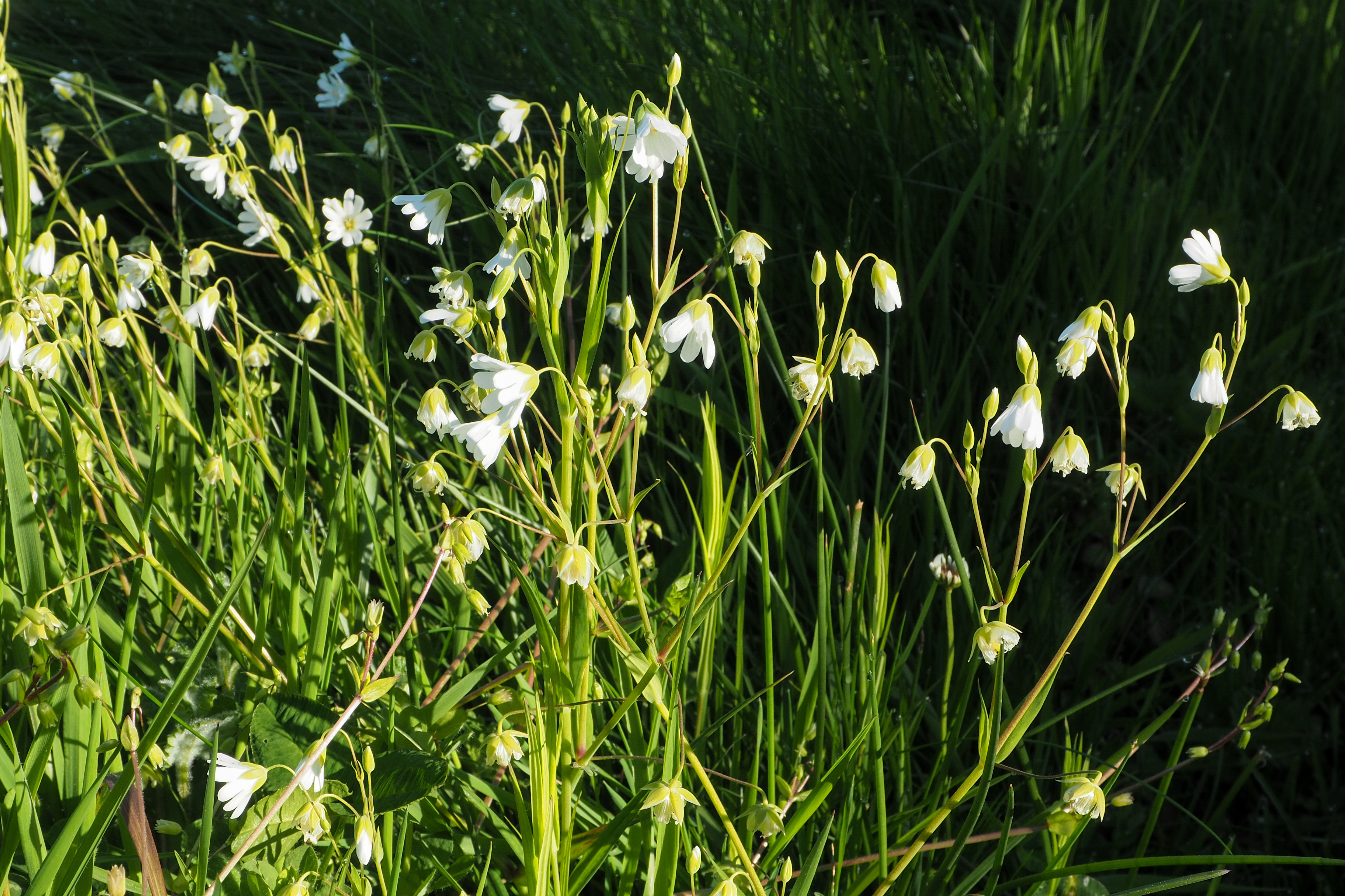 fleur prairie 21