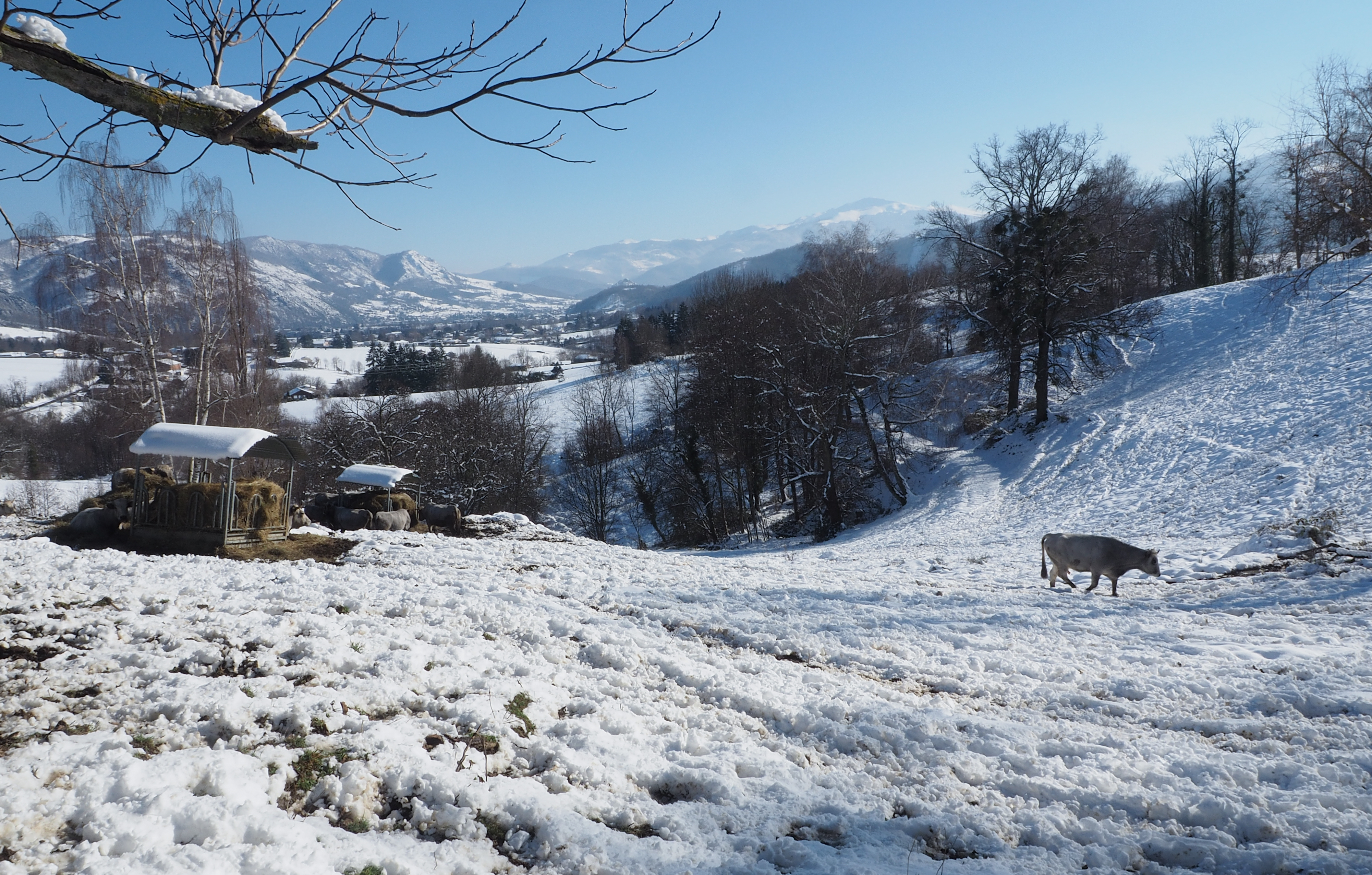 Cos neige 11 jan21