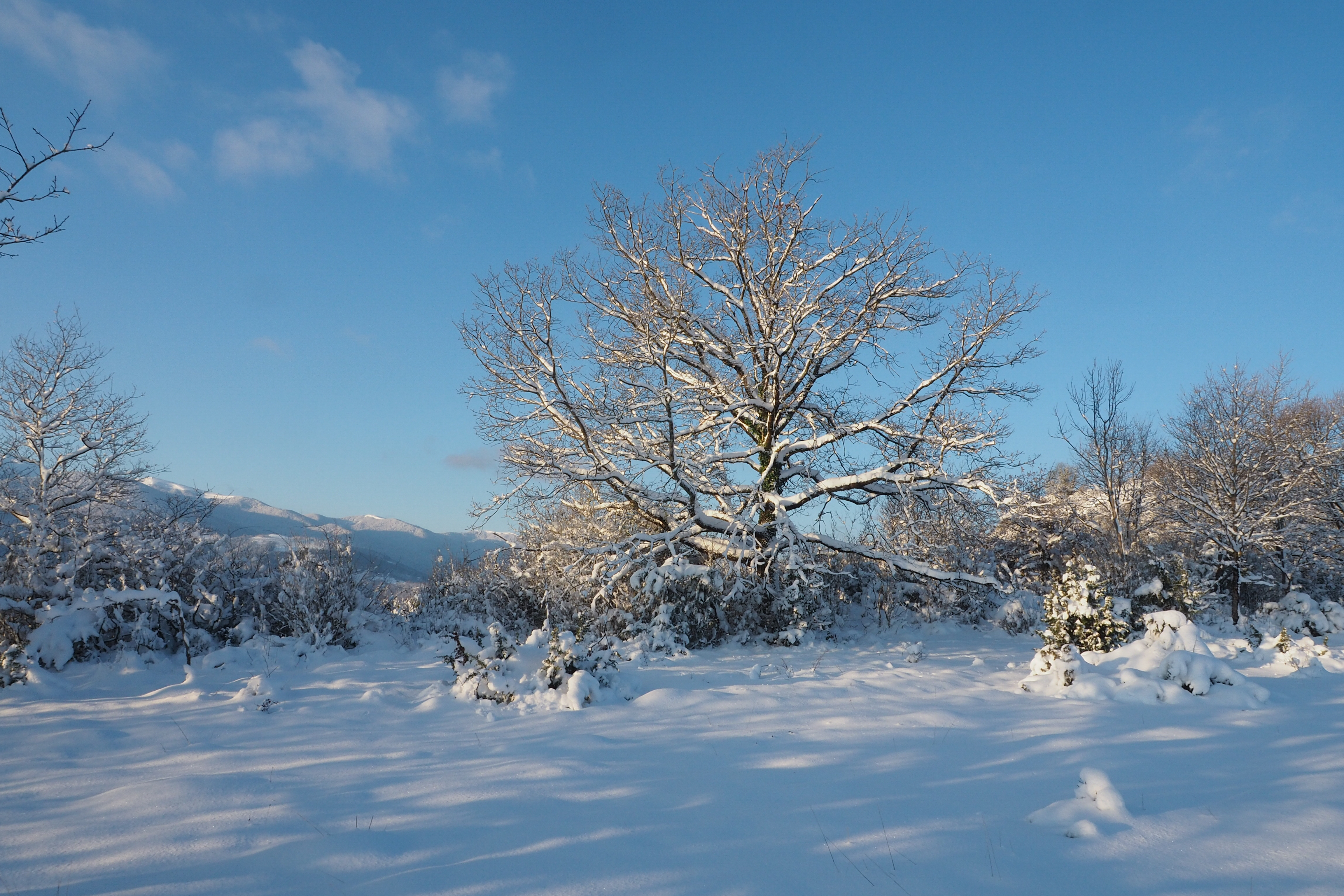 Cos neige 15 jan21