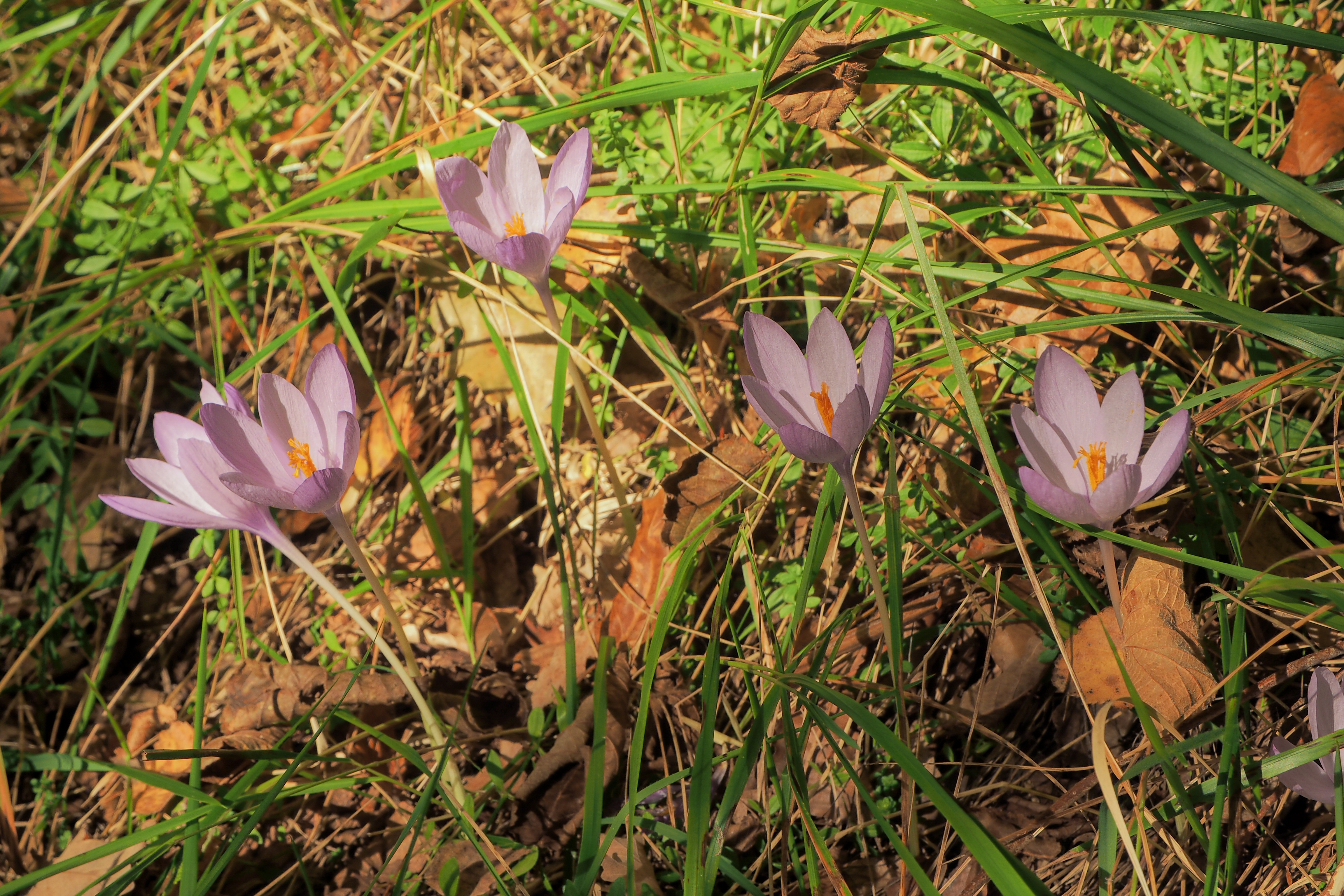 crocus1 oct21