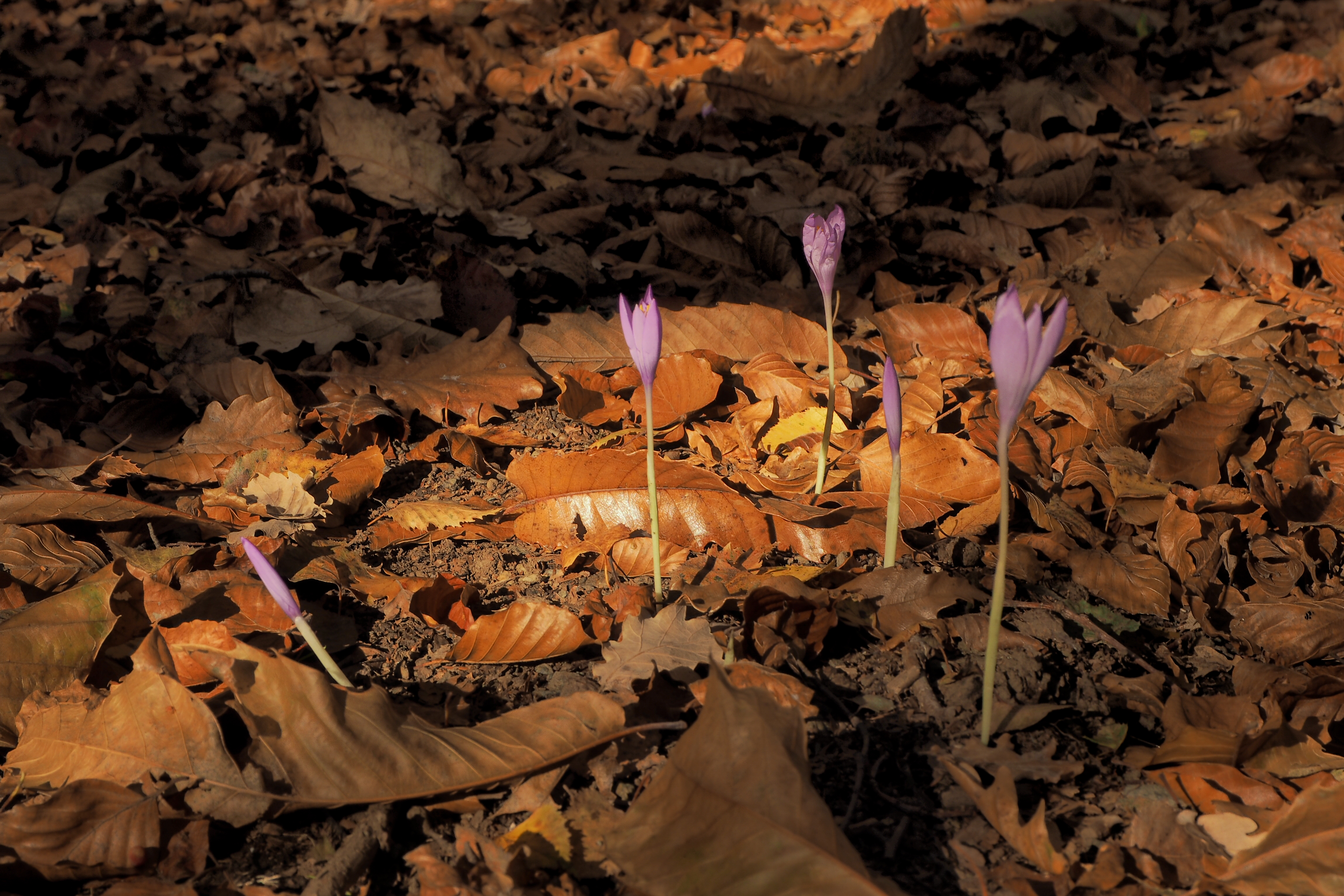 crocus2 oct21